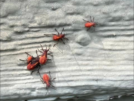 💋 ¿Sabías que el primer labial rojo de la historia estaba hecho con insectos triturados?