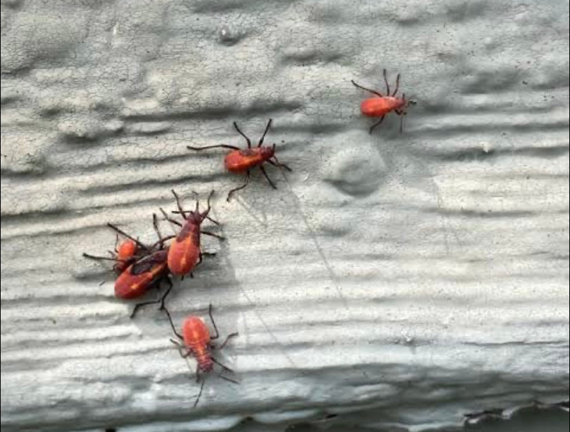 💋 ¿Sabías que el primer labial rojo de la historia estaba hecho con insectos triturados?